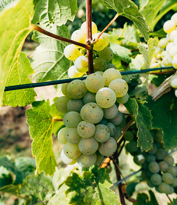 Vineyard worker